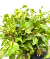 Alternnanthera colorata tricolor 2.jpg