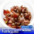 Alternanthera variegata 12.jpg