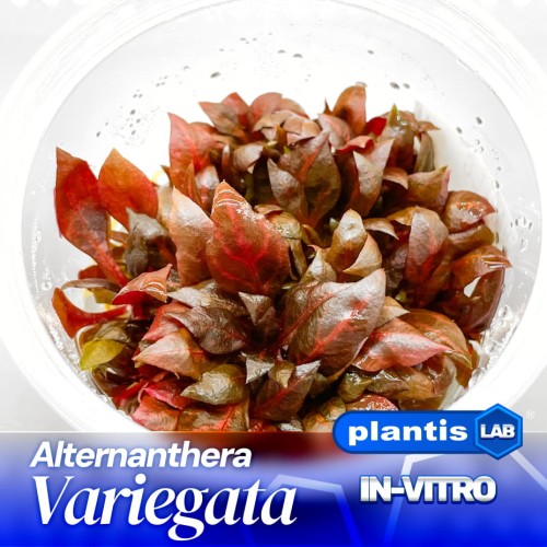 Alternanthera variegata 12.jpg