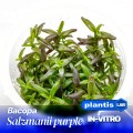 Bacopa salzmanii purple 12.jpg