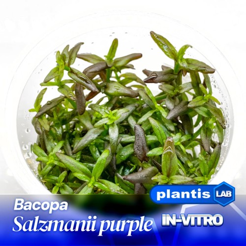 Bacopa salzmanii purple 12.jpg