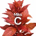 MiksC.jpg