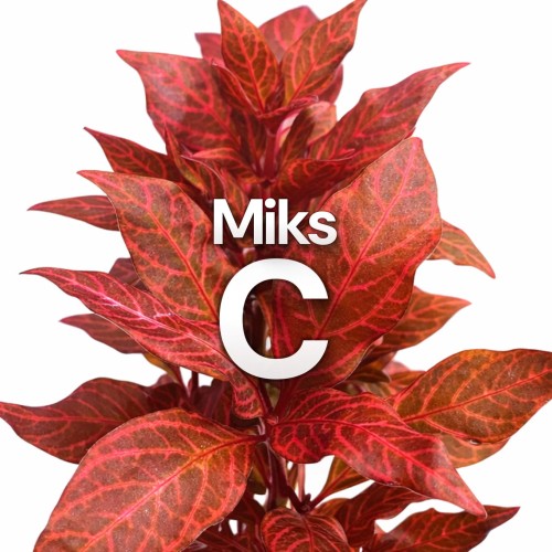 MiksC.jpg