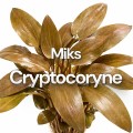 MiksCryp.jpg