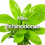 Miks Echinodorus