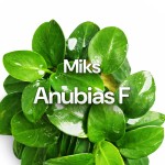 Miks Anubias F (mniejsze)
