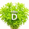 MiksD.jpg