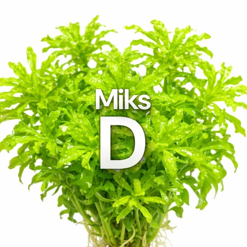 MiksD.jpg