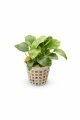 Anubias nana 26.png