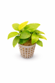 Anubias nana gold 26.png