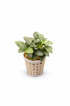 Anubias petite 26.png