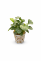 Anubias rondo 26.png
