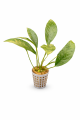 Anubias species 26.png