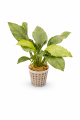 Anubias barteri 26.png
