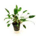 Cryptocoryna-Tropica 260.jpg