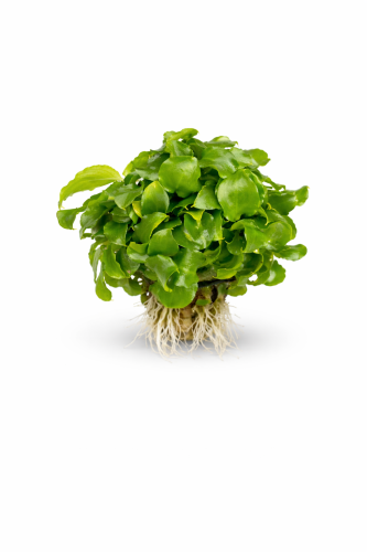 Schismatoglottis prietoi (2).png