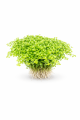 Hemianthus cuba 260.png