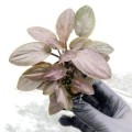 Lagnenandra-meeboldii 260.jpg