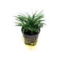 Ophiopogon-Kyoto 260.jpg
