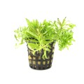 pogostemon-helferi 260.jpg