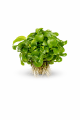 Schismatoglottis prietoi 260.png