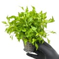 alternanthera-colorata-green 260.jpg