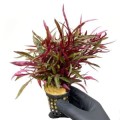 alternanthera-colorata-red-narrow 260.jpg
