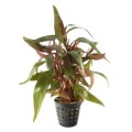 Alternanthera-Roasefolia 260.jpg