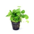 Hydrocotyle-Leucocephala 260.jpg