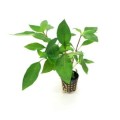 Hygrophila-Corymbosa 260.jpg