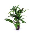 Hygrophila-Thailand 260.jpg