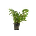Ludwigia-glandulosa 260.jpg