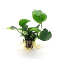 Anubias-Barteri 260.jpg
