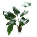 Anubias-barteri-var-barteri 260.jpg