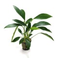 Anubias-congensis-E 260.jpg