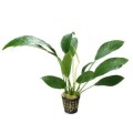 Anubias-lanceolata-E 260.jpg