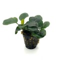 anubias-rondo 260.jpg