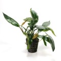 Anubias-species 260.jpg