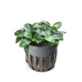 Anubias-petite 260.jpg
