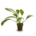 Anubias-congenss-F 260.jpg