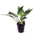 Anubias-heterophylle-F-web 260.jpg