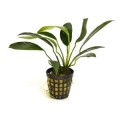 Anubias-lanceolata-F 260.jpg