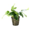 Anubias-nana 260.jpg