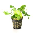 Anubias-nana-gold 260.jpg