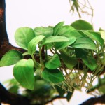 Anubias nana Petite F