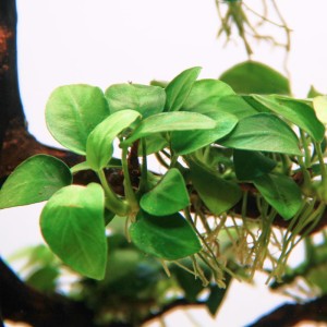 Anubias nana Petite F