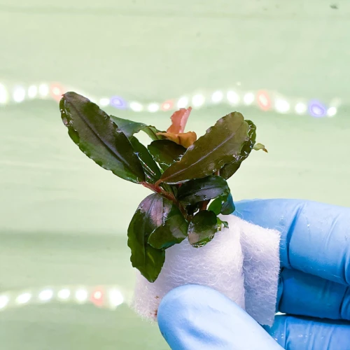 pol_pl_Bucephalandra-Artemis-dwie-sadzonki-508_1.webp