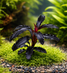 Bucephalandra kedagang "52" (2 sadzonki)