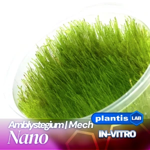 Amblystegium serpens (Nano Mech) invC