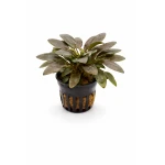 Cryptocoryne wendtii Brown